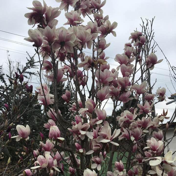 Флокс 2011 ООД logo